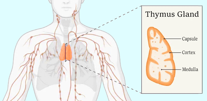 A graphic showing the Thymus Gland, which requires zinc to function properly.