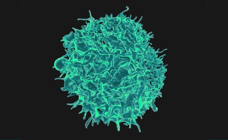 Microscopic photo of a T lymphocyte (T Cell)